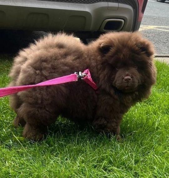 Chow Chow Outstanding quality chocolate Princess
