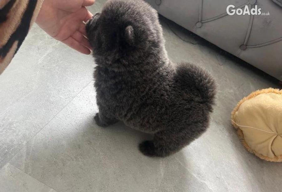CHAMPION LINES BEAR FACED CHOW CHOWS