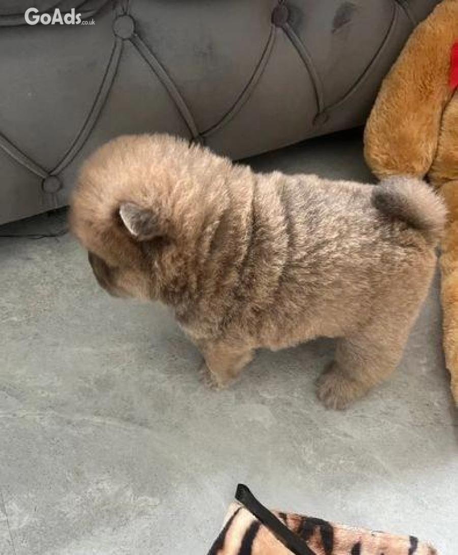 CHAMPION LINES BEAR FACED CHOW CHOWS