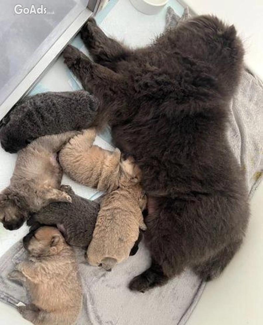 CHAMPION LINES BEAR FACED CHOW CHOWS