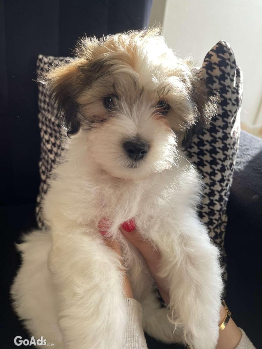 1 beautiful Lhasa Apso pup 8 weeks old for sale 