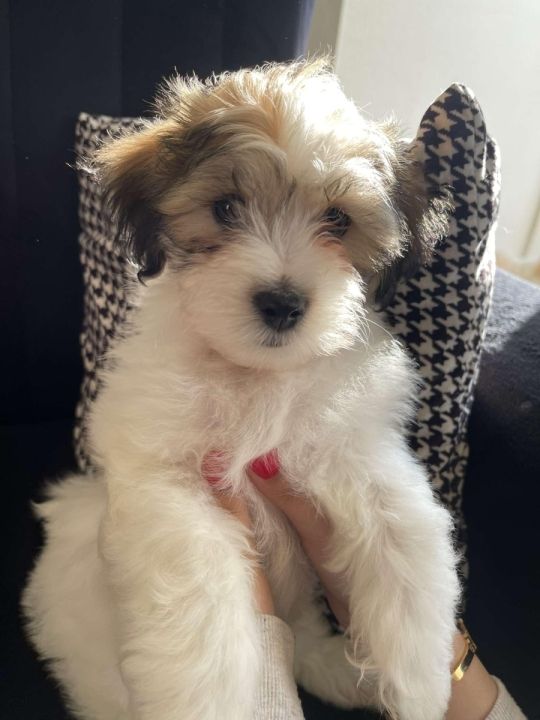 1 beautiful Lhasa Apso pup 8 weeks old for sale