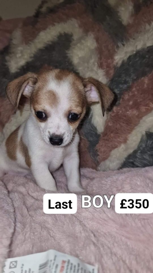 1 boy jackawawa left