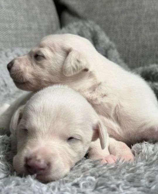 1 BOY LEFT Stunning Pedigree Cream puppies Whippets