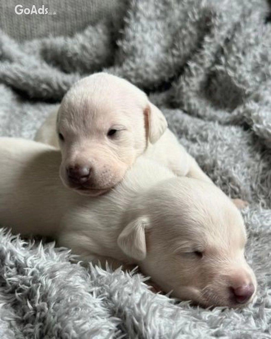 1 BOY LEFT Stunning Pedigree Cream puppies Whippets