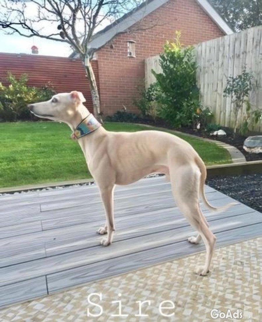 1 BOY LEFT Stunning Pedigree Cream puppies Whippets