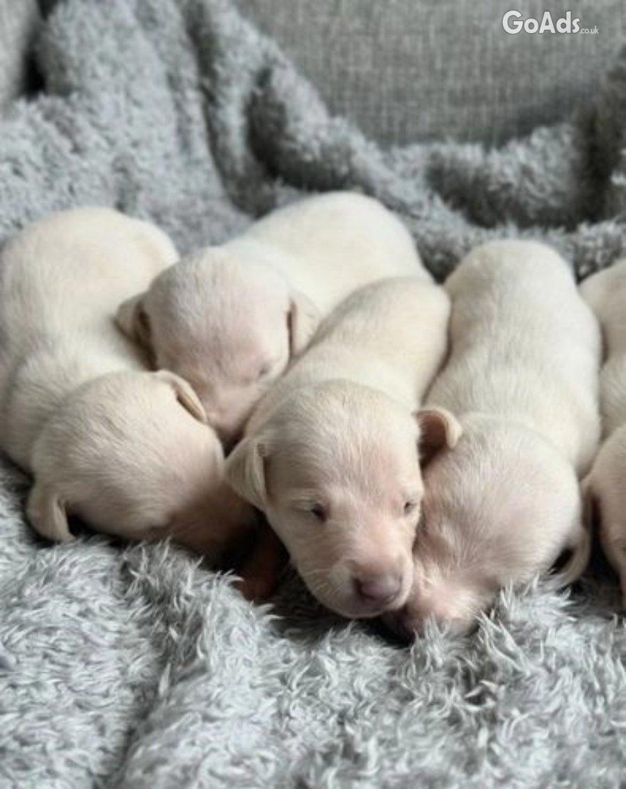 1 BOY LEFT Stunning Pedigree Cream puppies Whippets