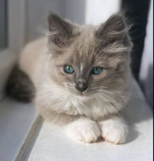 1 girl and 1 boy left, beautiful Ragdolls Blue Lynx🩵