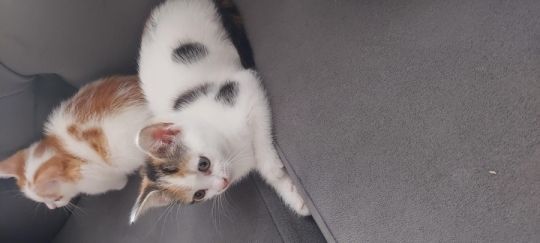 1 male and 2 female Japanese bobtails