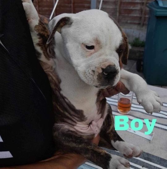1 male puppy for sale!!