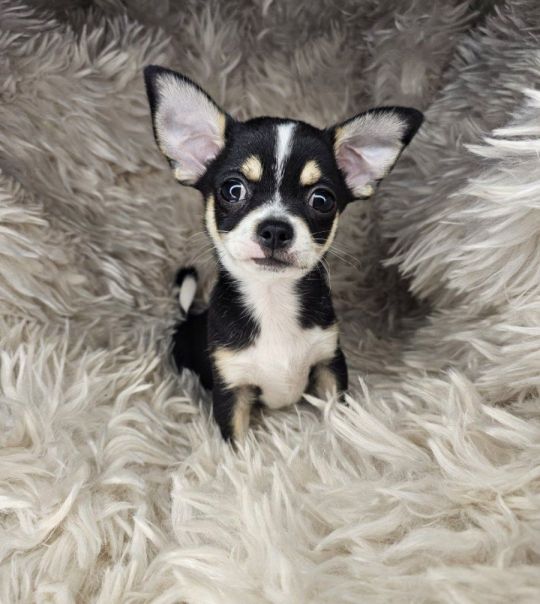 1 very beautiful male Chihuahua