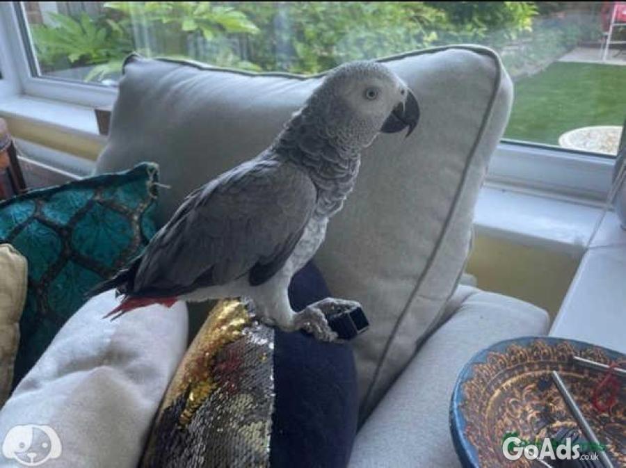 1 year old tame, friendly African Grey with cage