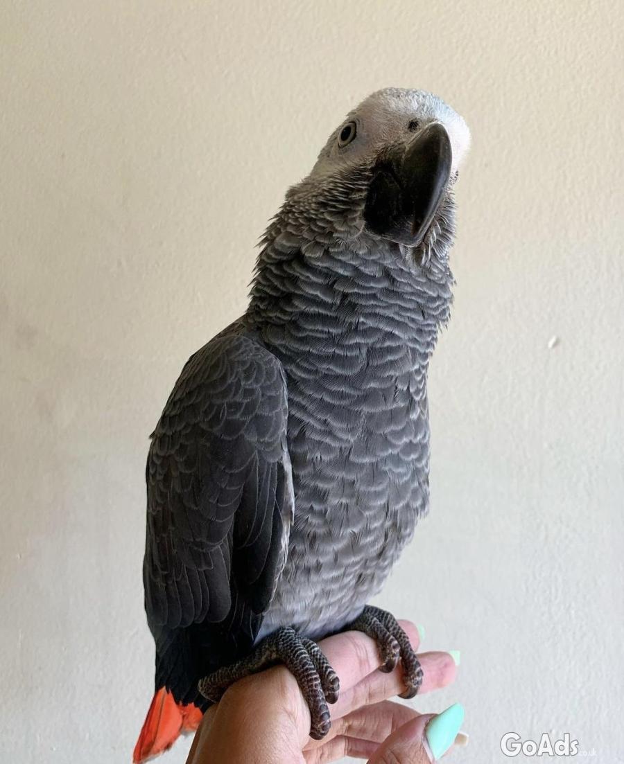 10 months old African Congo gray parrot