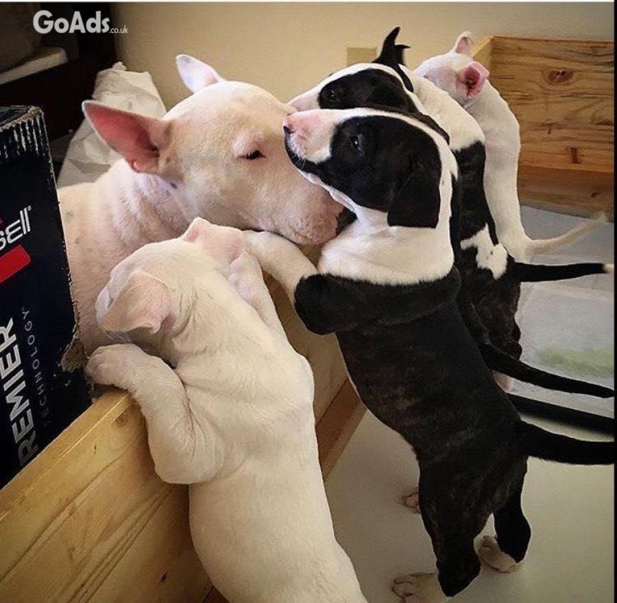 10 weeks old English Bull Terrier Puppies