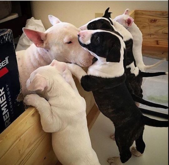 10 weeks old English Bull Terrier Puppies