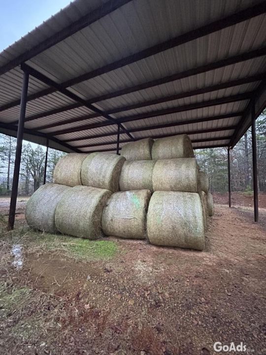 100% Dried Alfalfa Hay3