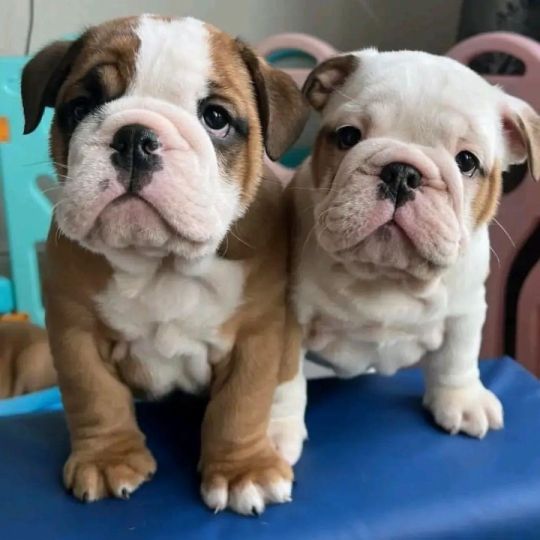 100% Fully Tested English Bulldog Puppies
