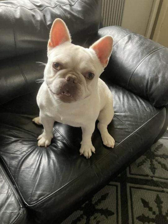 11 month old frenchie boy for sale