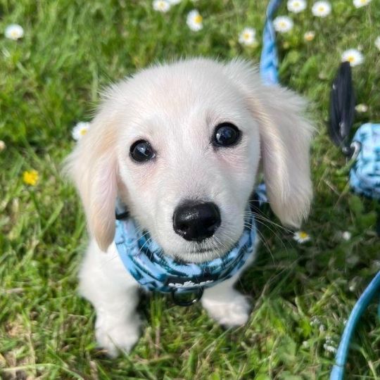 11 weeks old Dachshund puppies