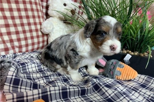12 BERNEDOODLE PUPPIES FOR SALE.