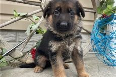 12 GERMAN SHEPHERD PUPPIES FOR SALE.