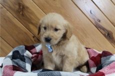 13 GOLDEN RETRIEVER PUPPIES FOR SALE.