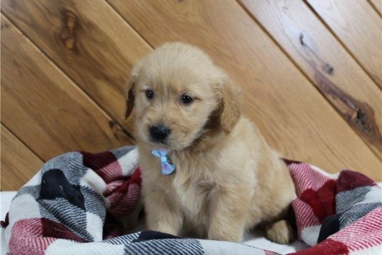 13 GOLDEN RETRIEVER PUPPIES FOR SALE.