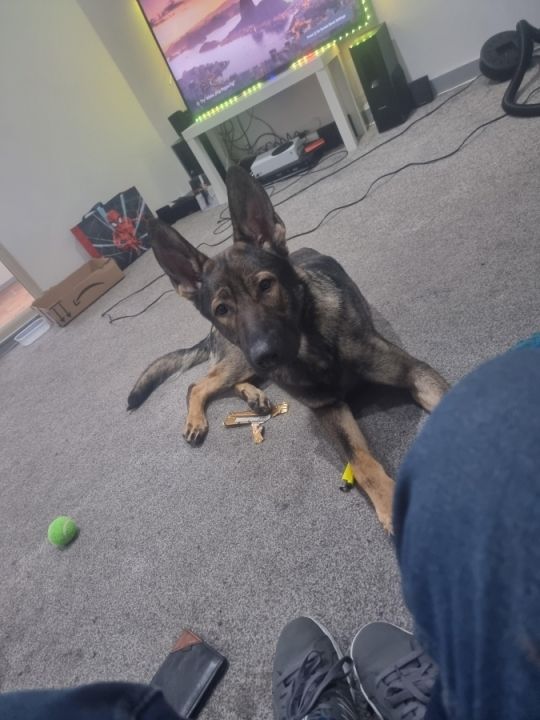 16 month old German shepherd or a mali looking for his new home xxxxxx