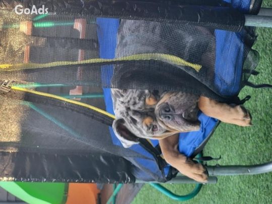 17 month old Tri ,lilac merle Olde english bulldog