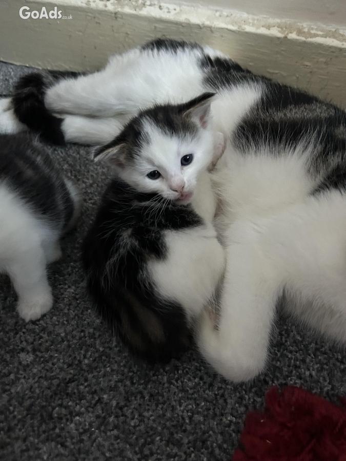2 Adorable kittens 