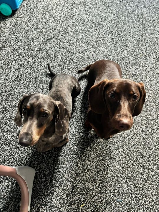2 dashunds 1 male 1 female
