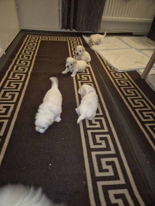 2 male and 3 female Bichon frise