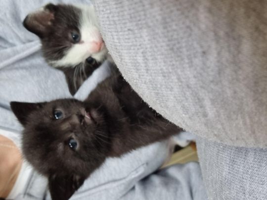 2 Male kittens for sale