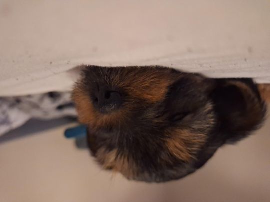 2 male Yorkshire terriers puppies for sale