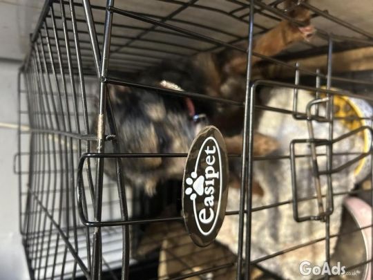 2 year old chihuahua x jack russel female