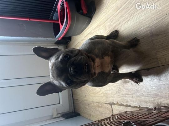 2 year old female french bulldog