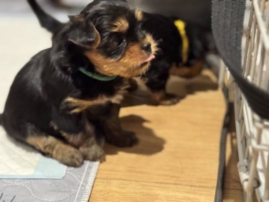 Adorable Yorkshire Terrier Puppies WhatsApp:..