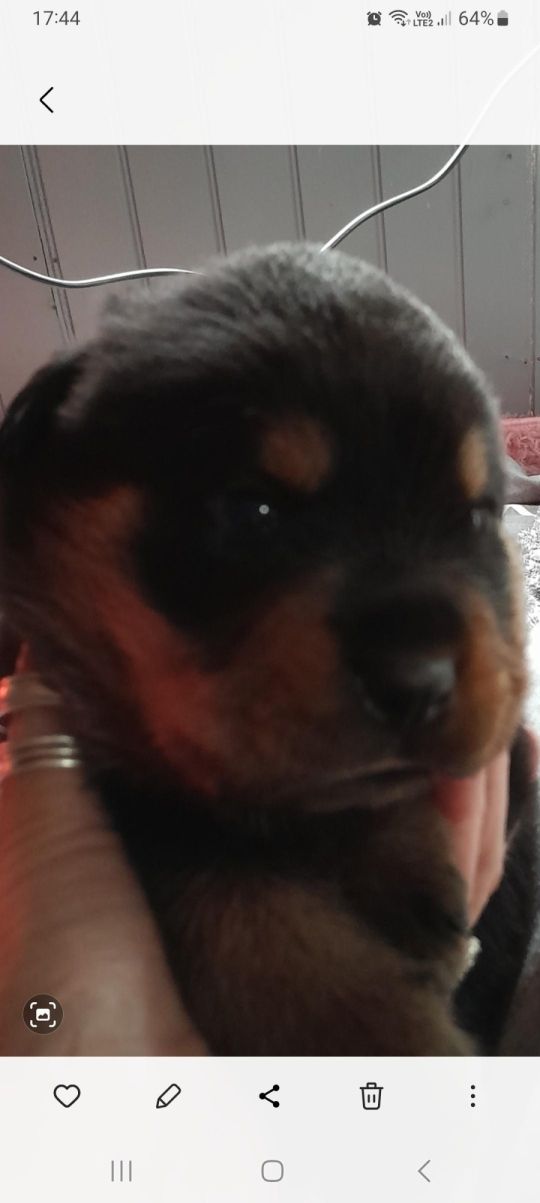3 adorable rottweiler puppies