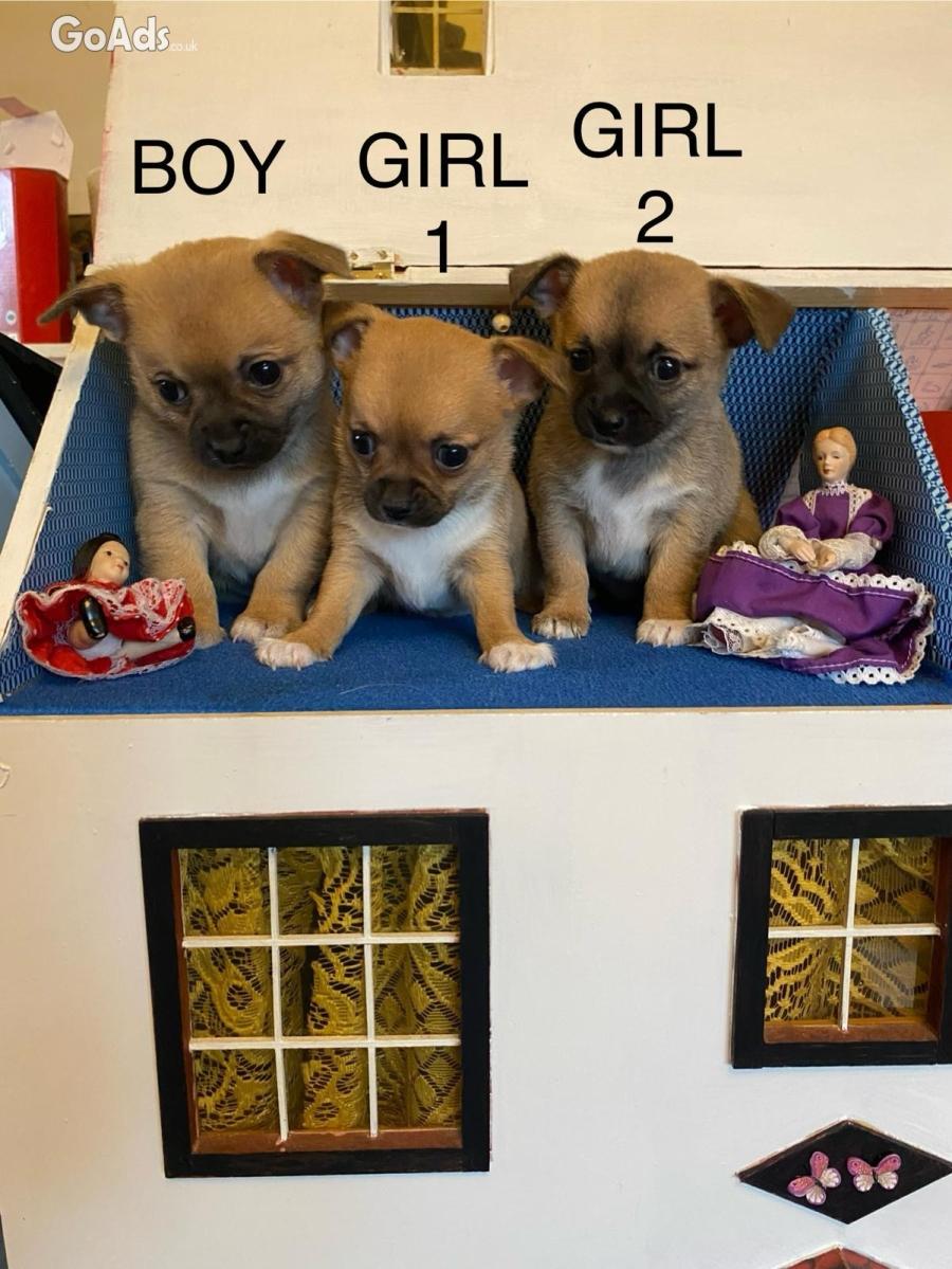 3 Beautiful Chihuahua puppies ready to leave this week