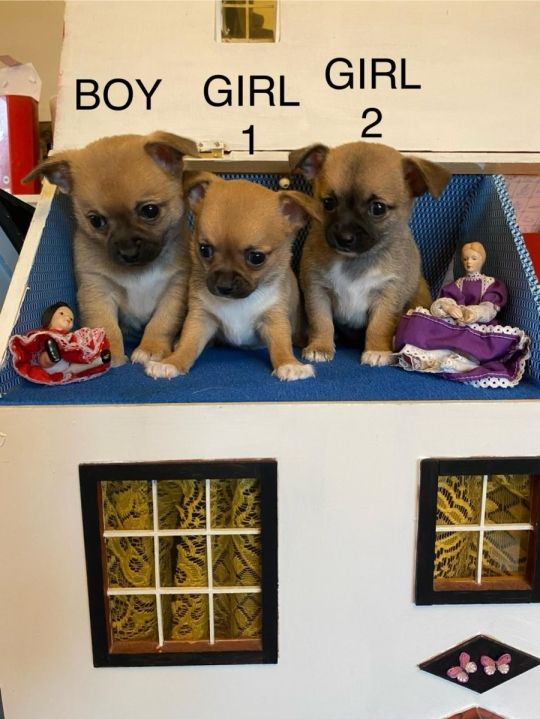 3 Beautiful Chihuahua puppies ready to leave this week