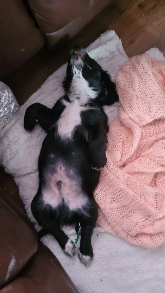 3 beautiful cockerspaniel puppy's