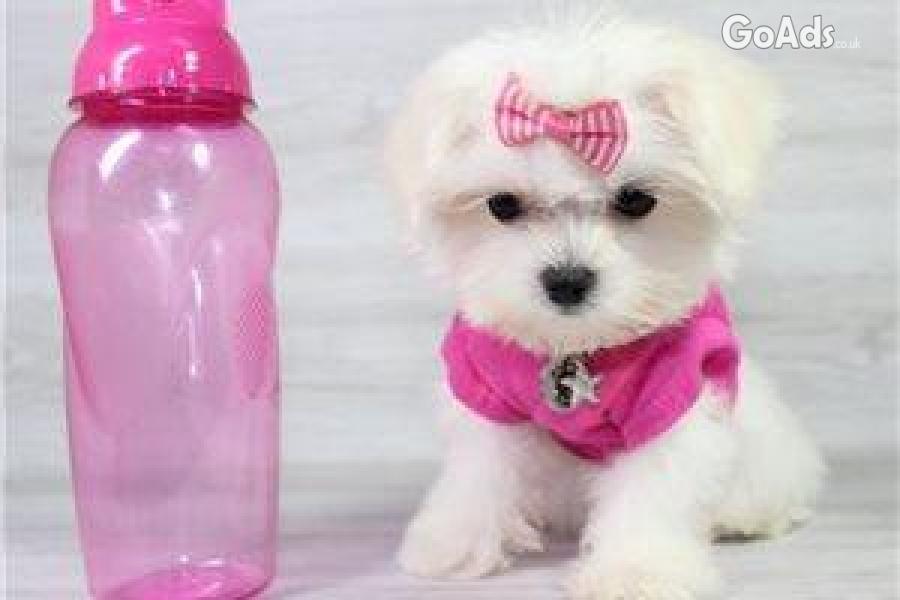 3 Beautiful Maltese boys  and Girls for sale 
