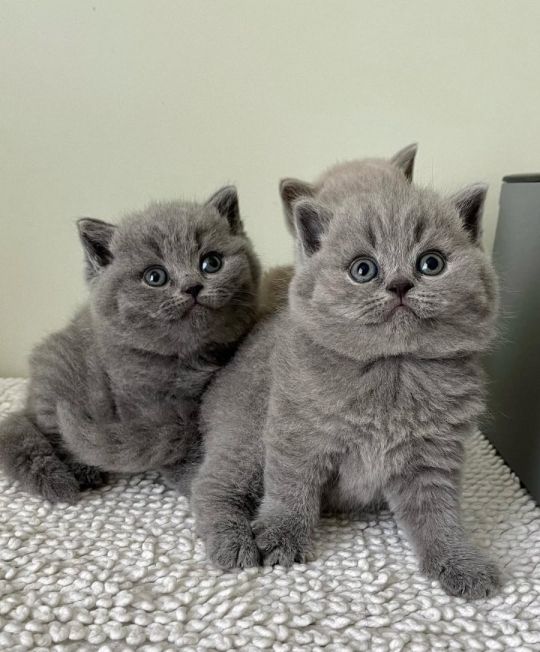 3 british shorthair kittens for adoption