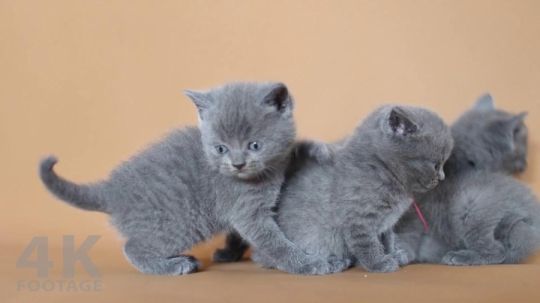 4 British shothair kittiens