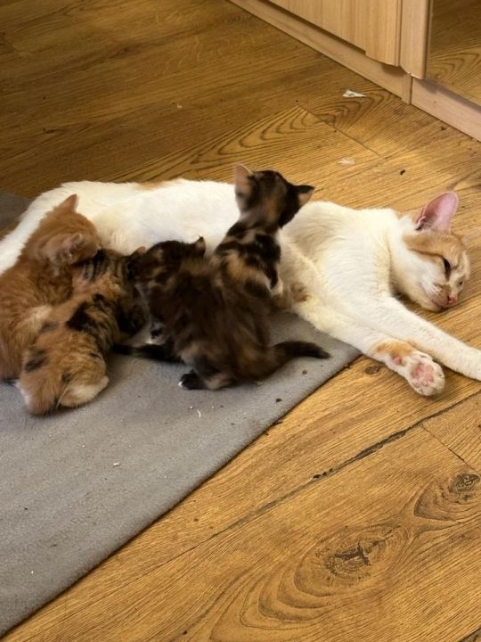 4 kittens looking for a new home