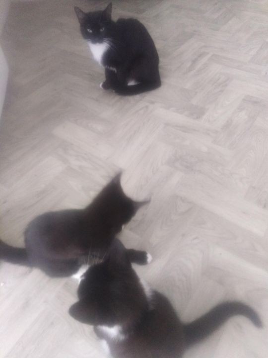 4 male black and white kittens