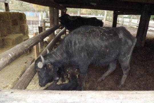 4 Mediterranean Water Buffalo - Cow & Heifers