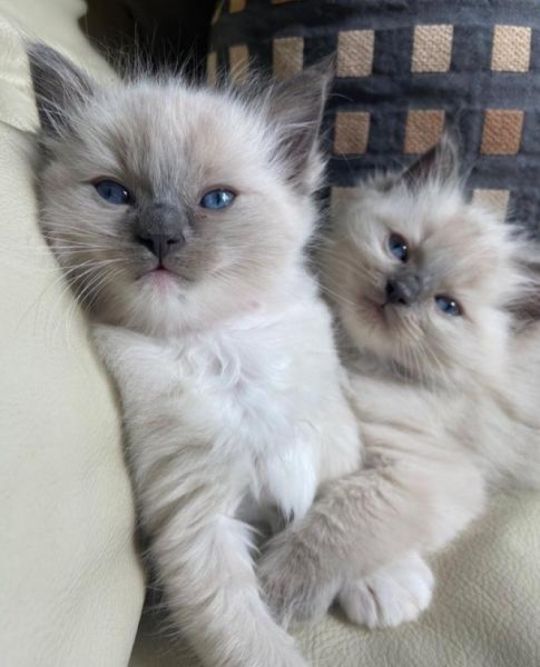4 Ragdoll kittens