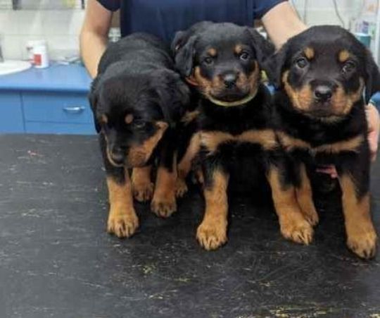 4 rottweiler puppies for adoption sale