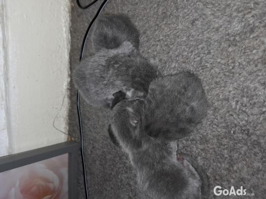 4 Russian blue kittens